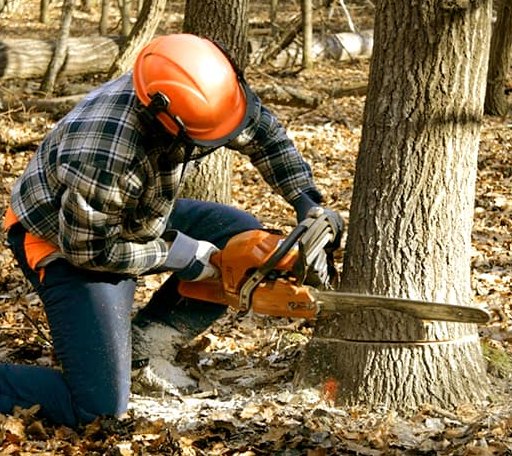 Tree Removal in Burr Oak, KS
